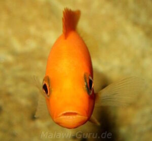 Metriaclima estherae